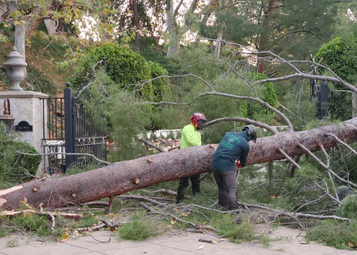 Emergency Tree Service: Protecting Your Home and Property
